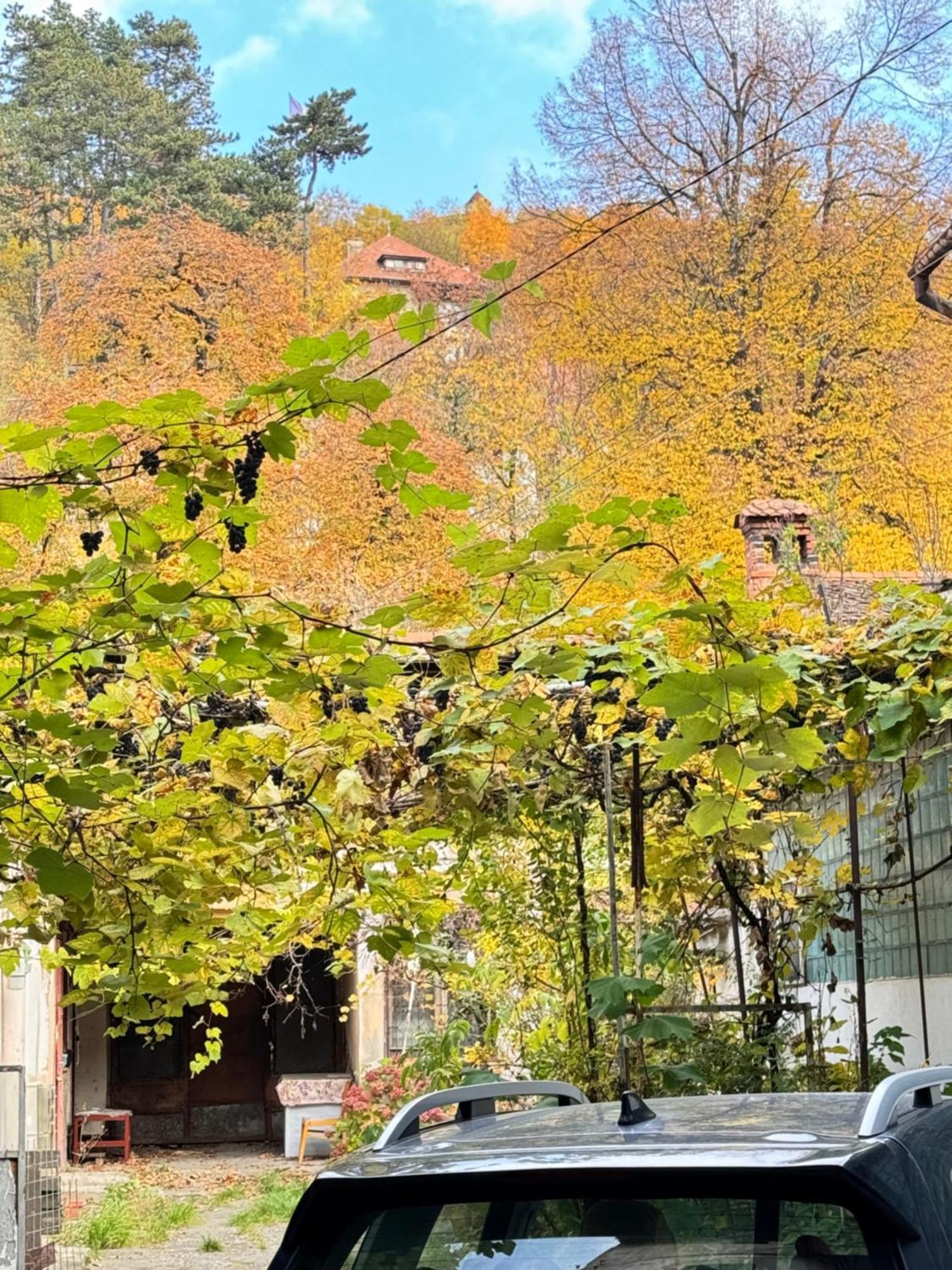ブラショフ Casa Mingヴィラ エクステリア 写真